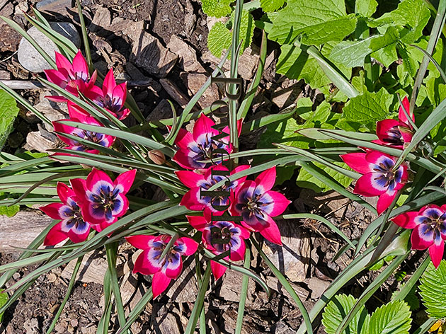 ... go for flowers!