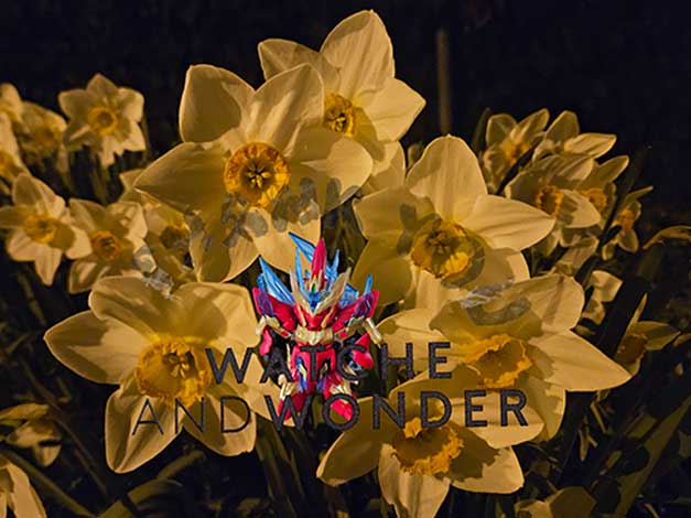 ... daffodil first!