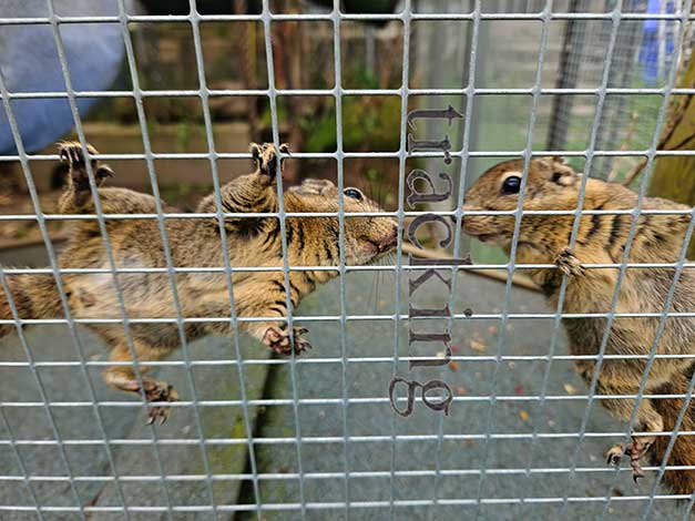 ... in cage!