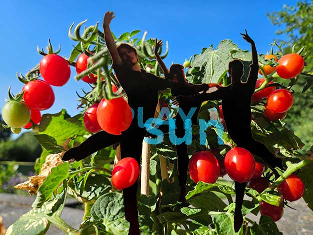 ... cherry tomatos!