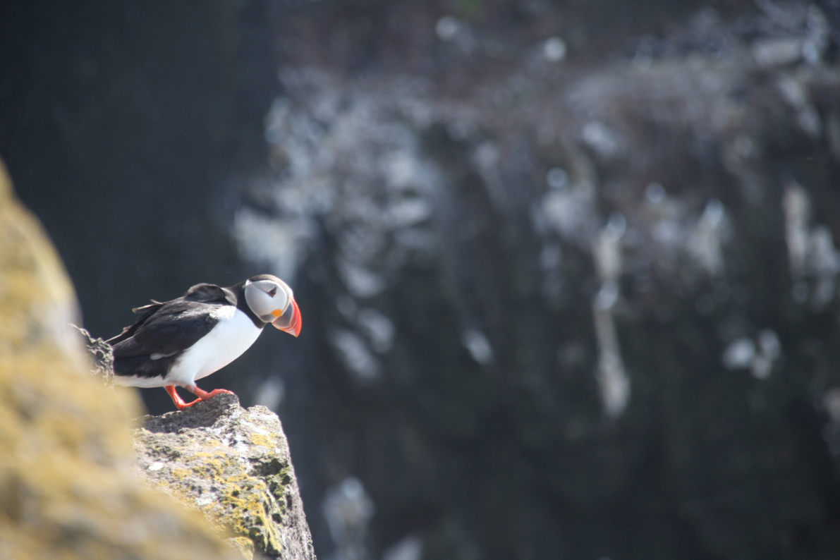 Bird walk