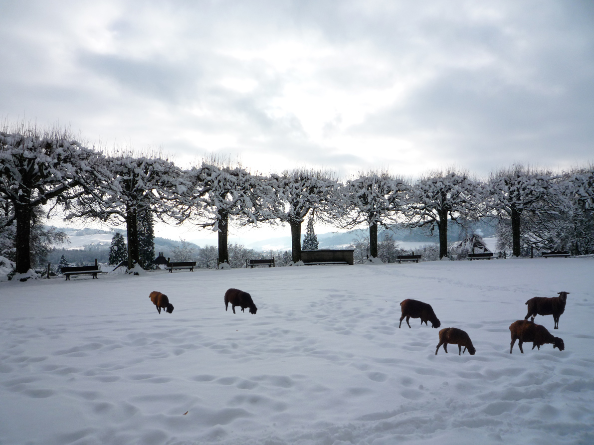 Snow walk