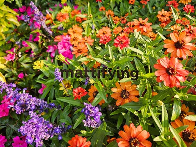 ... nice flowers!