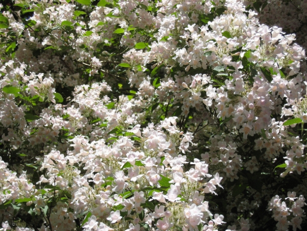 flower walk flower walk