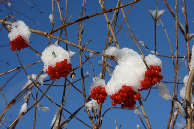 Snow walk