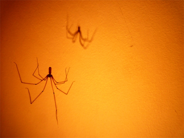 Spider walk