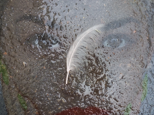 Feather walk Feather walk