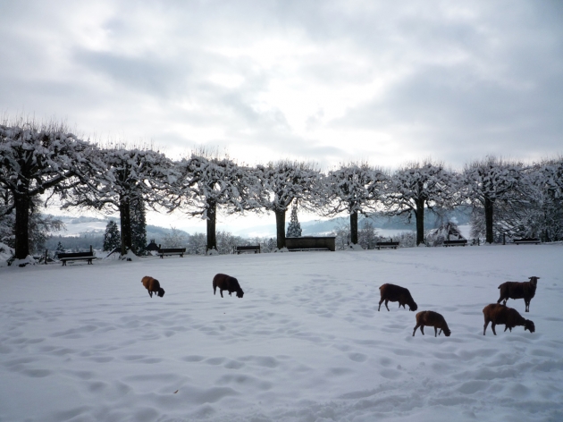 Snow walk